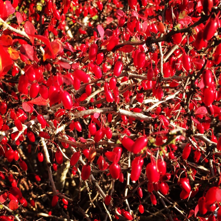 Plant image Berberis thunbergii f. atropurpurea 'Red Pillar'