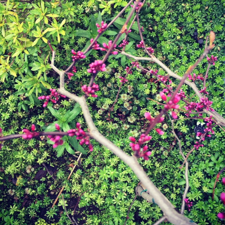 plant image 665997