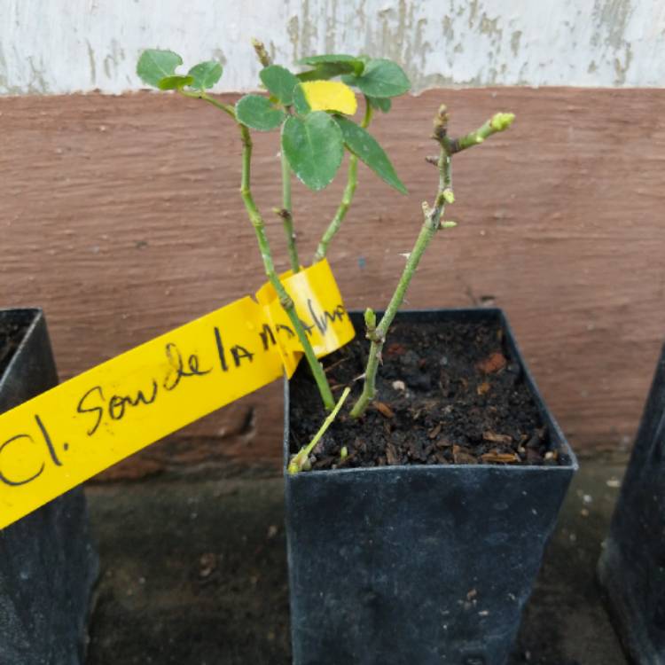 Plant image Rosa 'Souvenir de la Malmaison'