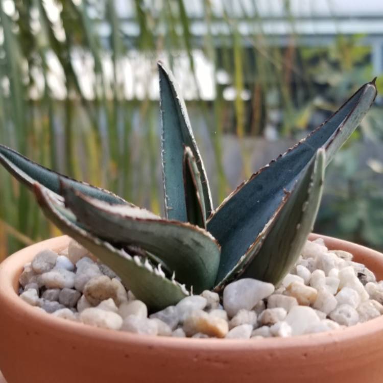 Plant image Agave Nickelsaie