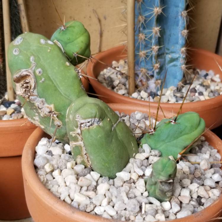 Plant image Trichocereus bridgesii monstrous 'Melted Wax'