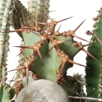 plant image 1027074