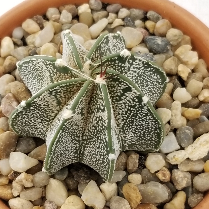 Plant image Astrophytum capricorne