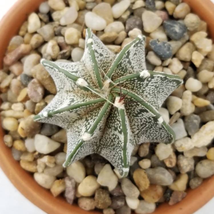 Plant image Astrophytum capricorne