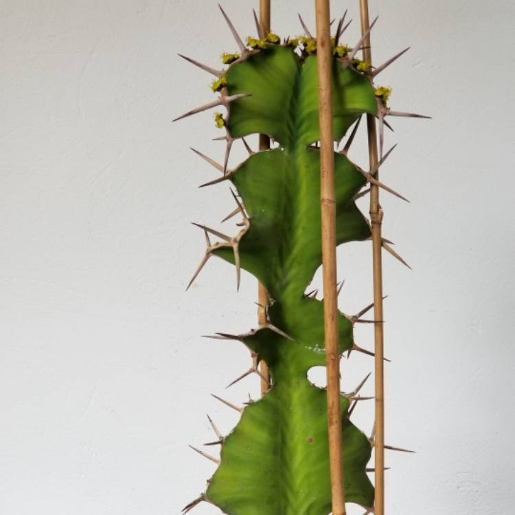 Plant image Euphorbia grandicornis