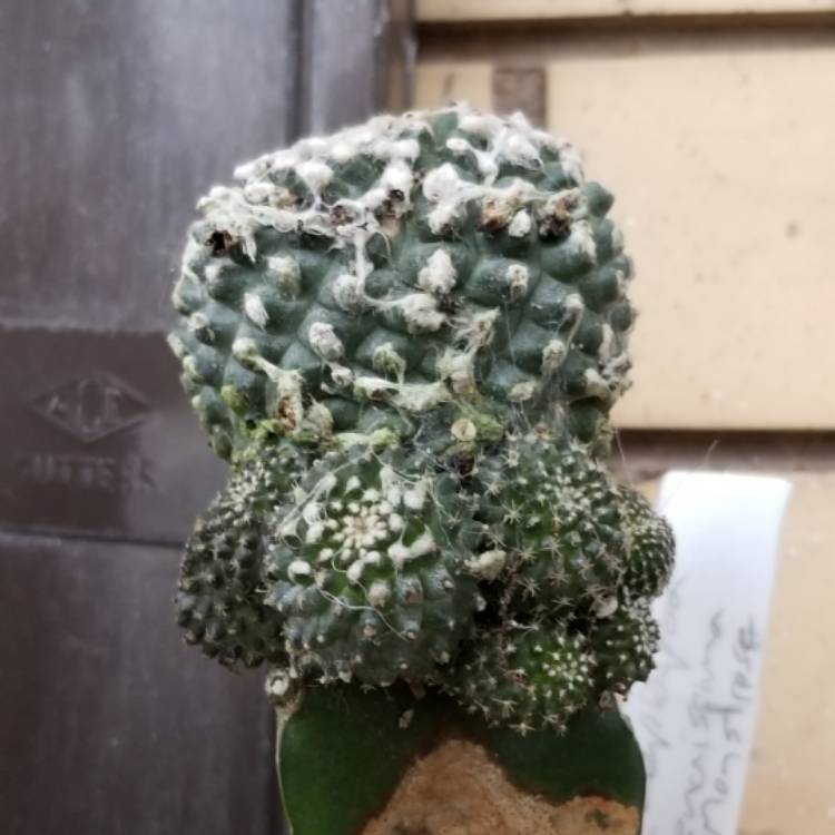 Plant image copiapoa tenuissima f. monstruosa