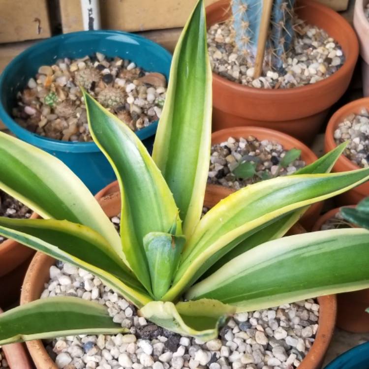 Plant image Agave desmettiana 'Golden Moments'
