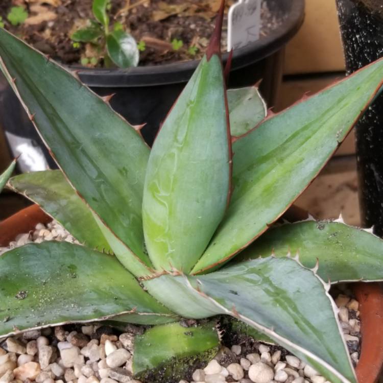 Plant image Agave Titanota