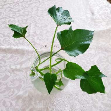 Ipomoea Batatas