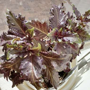 Ocimum basilicum var. purpurascens 'Purple Ruffles' syn. Ocimum basilicum 'Purple Ruffles'
