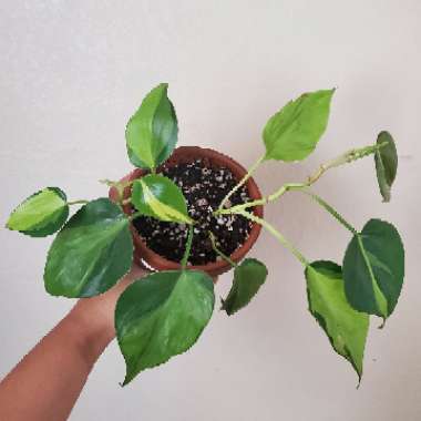 Philodendron hederaceum var. oxycardium 'Brasil' syn. Philodendron hederaceum 'Brasil', Philodendron 'Brasil', Philodendron scandens 'Brasil'