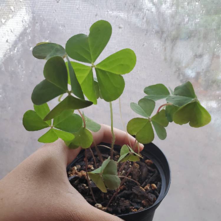 plant image 1428543