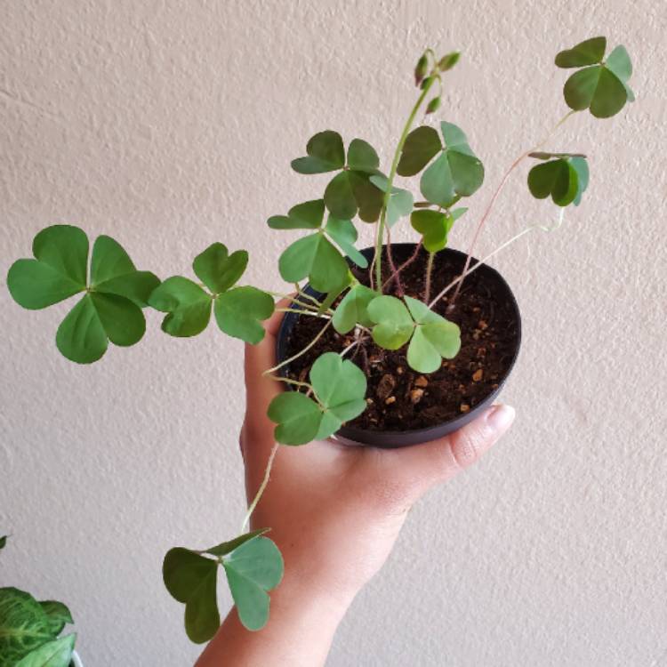 plant image 1432085