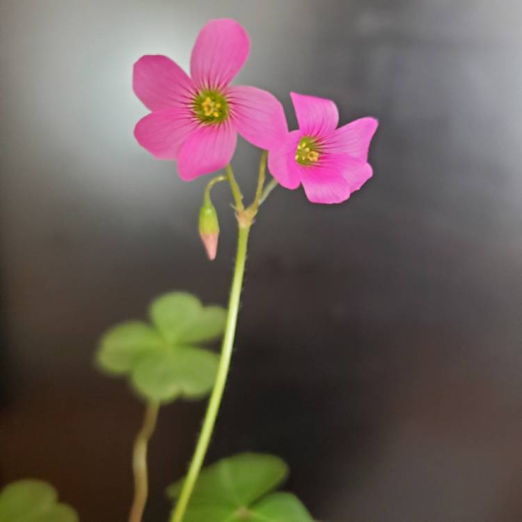 plant image 1432493