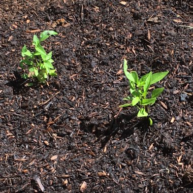 Capsicum annuum