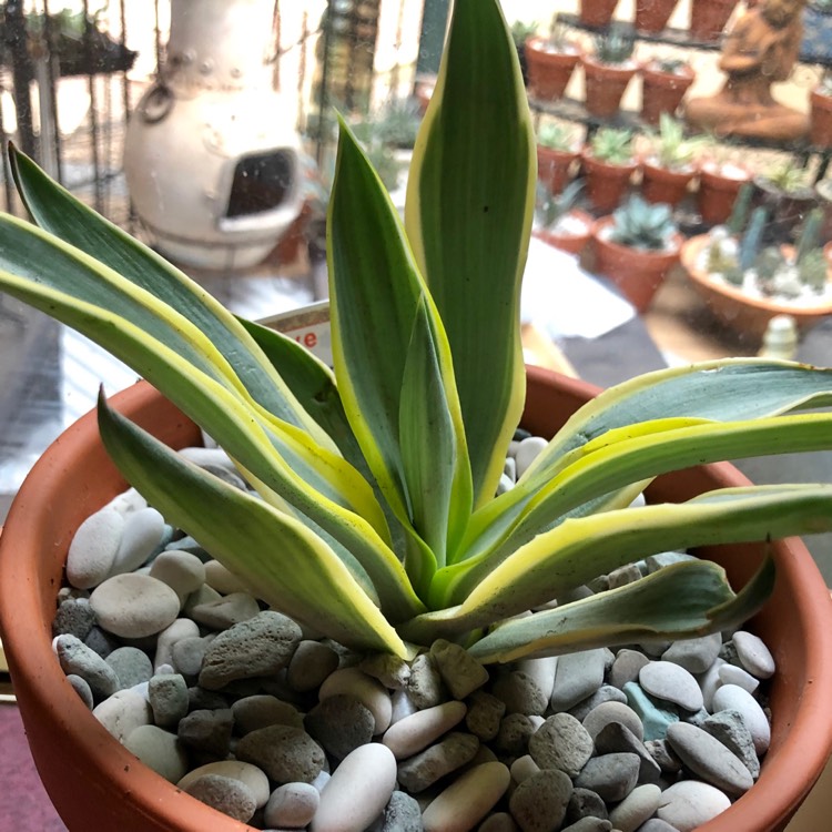 Plant image  Agave desmettiana ' Galactic Traveller' 