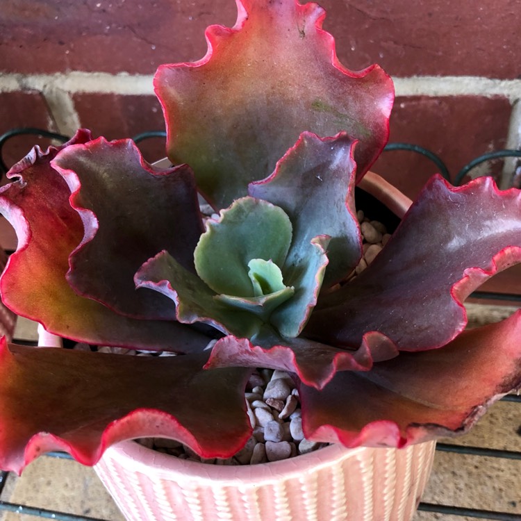 plant image 1095978