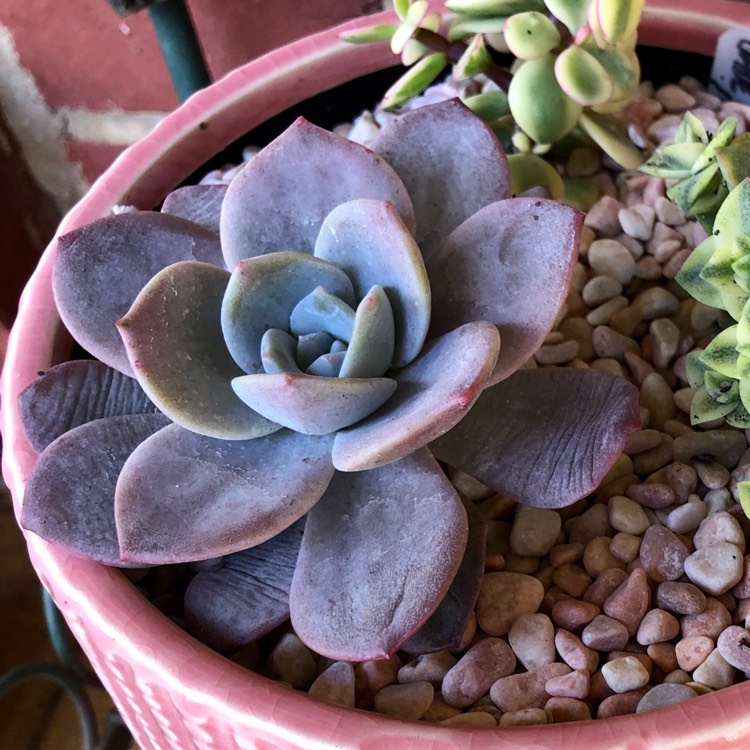 plant image 1095981