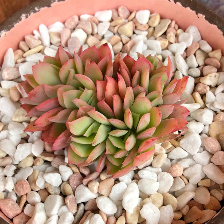 Plant image Echeveria Low