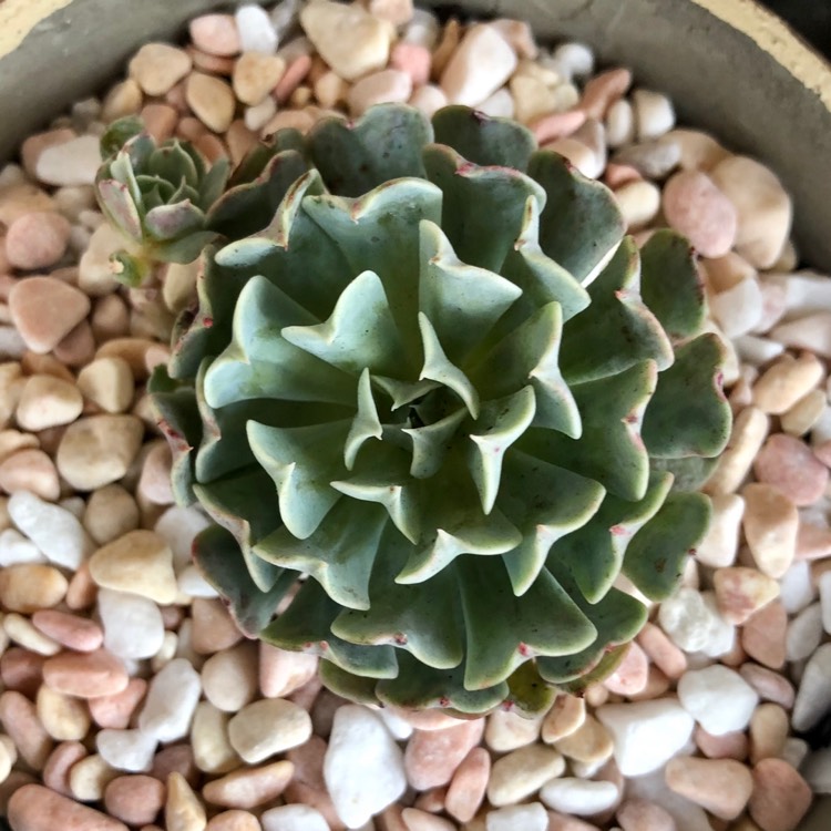 Plant image Echeveria Pinwheel Revolution