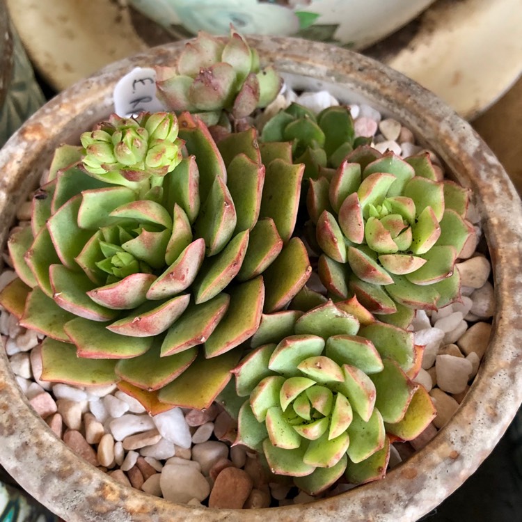 Plant image Echeveria Ramillete