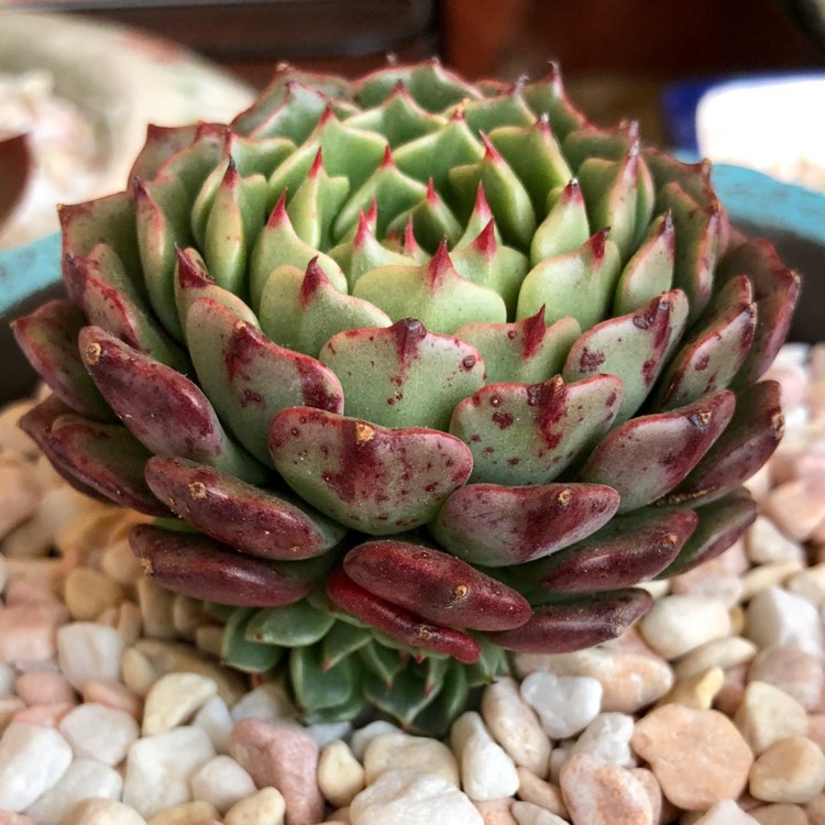 Plant image Echeveria Bini Ouhikou