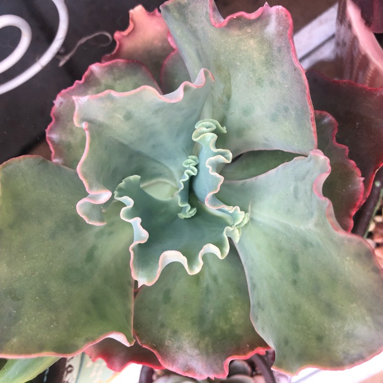 plant image 1206097