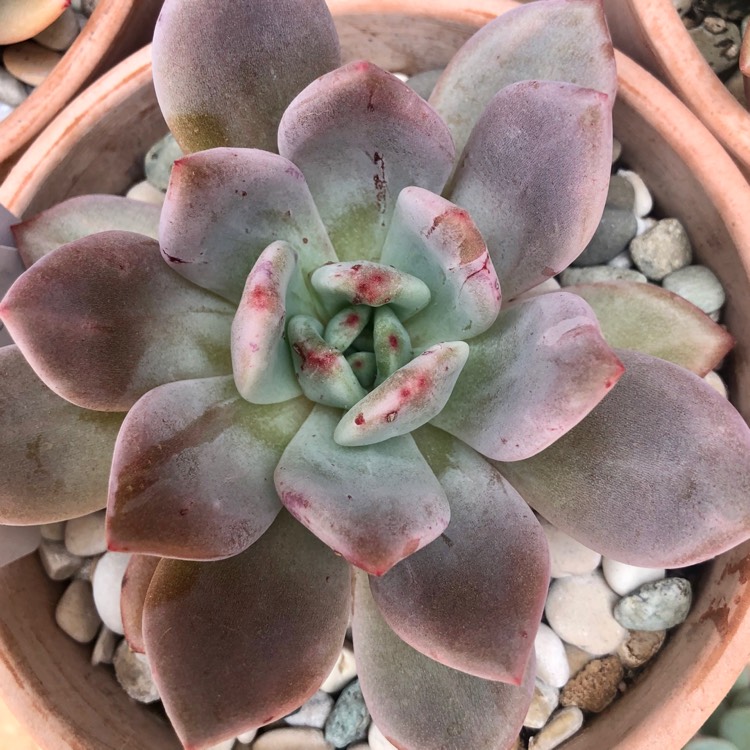 plant image 1206430
