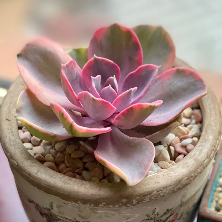 Plant image Echeveria Perle Von Nurnburg Variegata