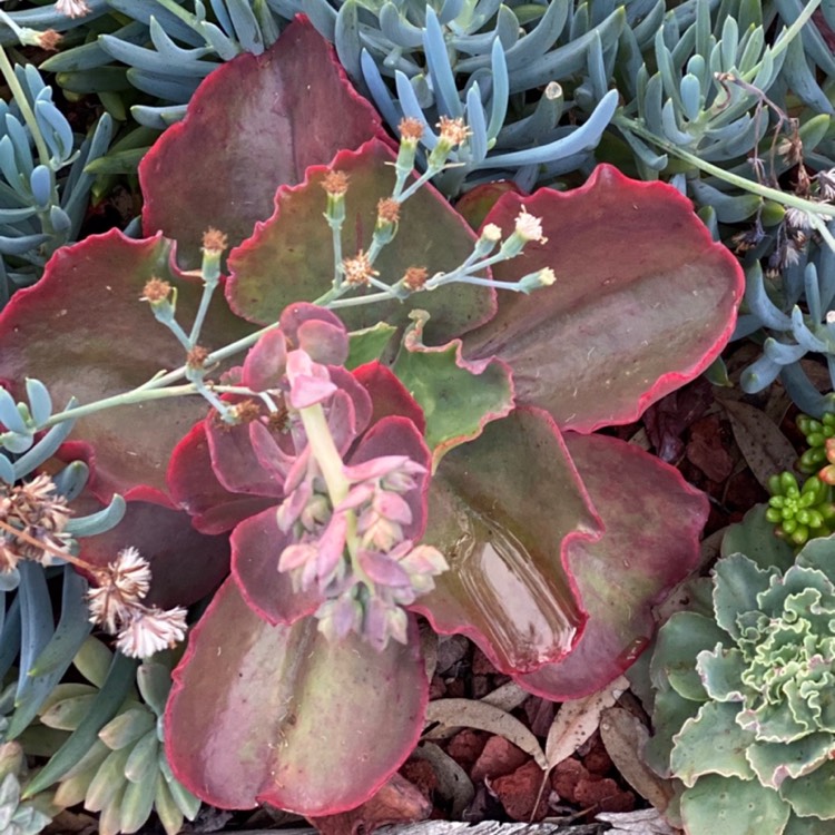 Plant image Echeveria Sun Dancer