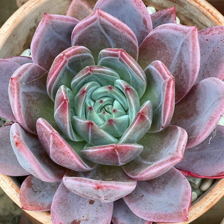 plant image 1333890 plant image 1333890