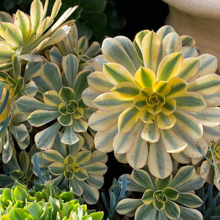 plant image 1333894