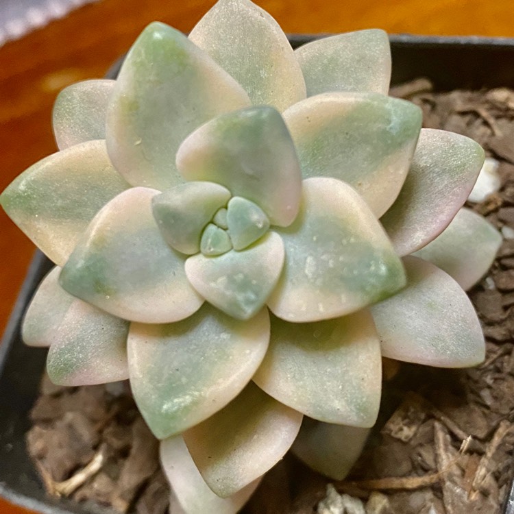plant image 1344877 plant image 1344877
