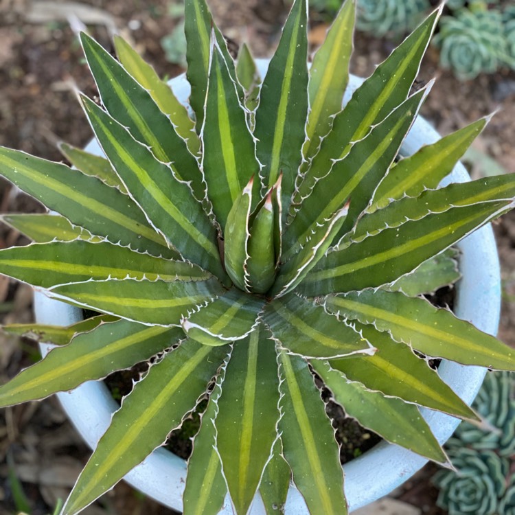 Agave lophantha 'Splendida', Center Stripe Agave - uploaded by ...