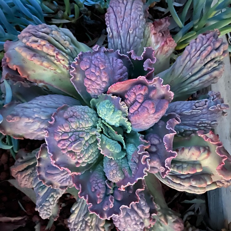plant image 1393696