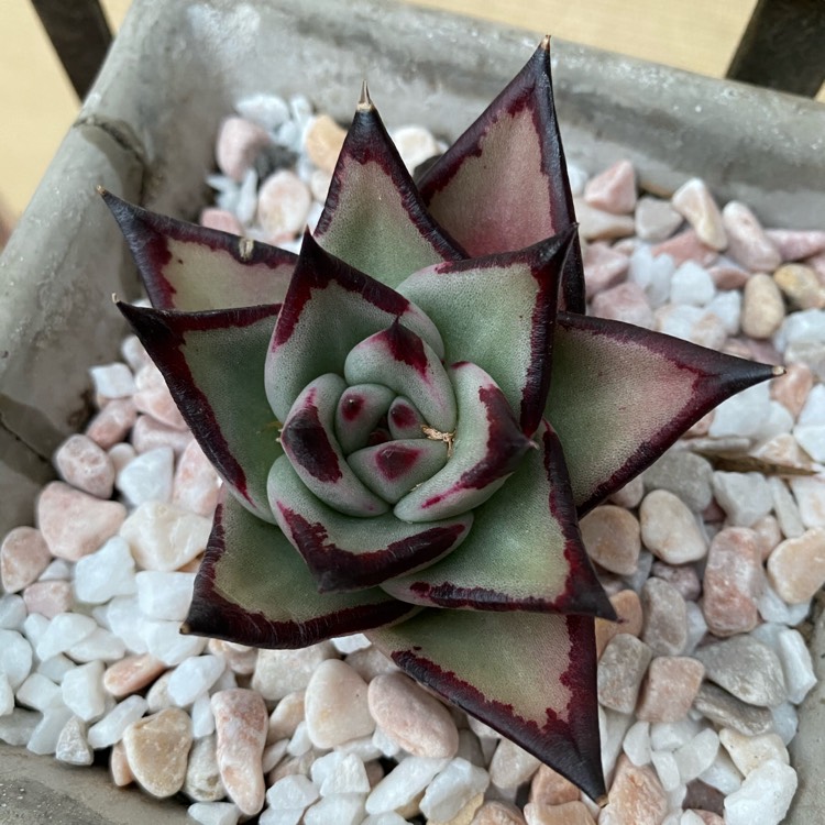 Plant image Echeveria Agavoides Ebony