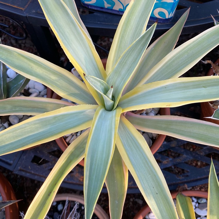 Plant image  Agave desmettiana ' Galactic Traveller' 