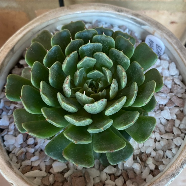 plant image 1525394