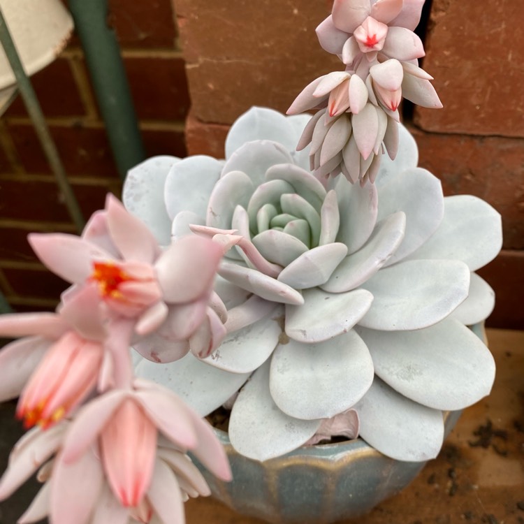 plant image 1536958