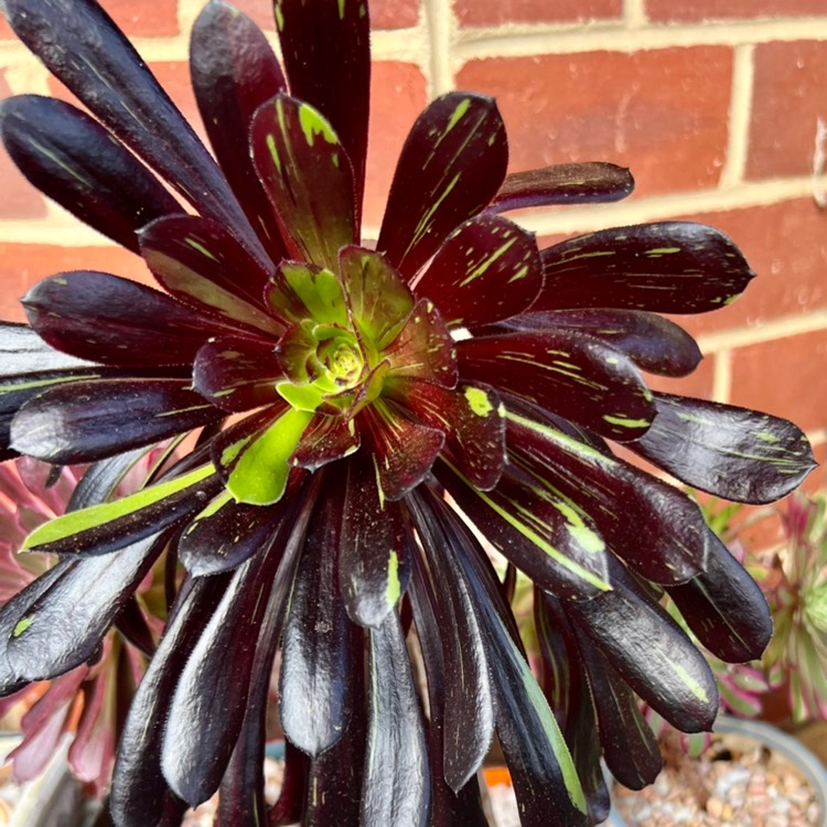 plant image 1623066