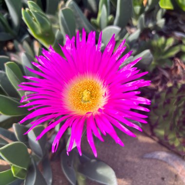 Lee's garden
