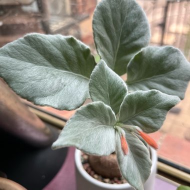 Brazilian Edelweiss