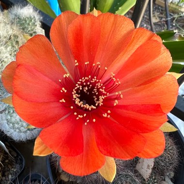 Echinopsis arachnacantha