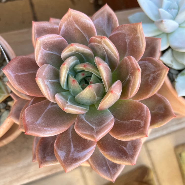 plant image 1658327