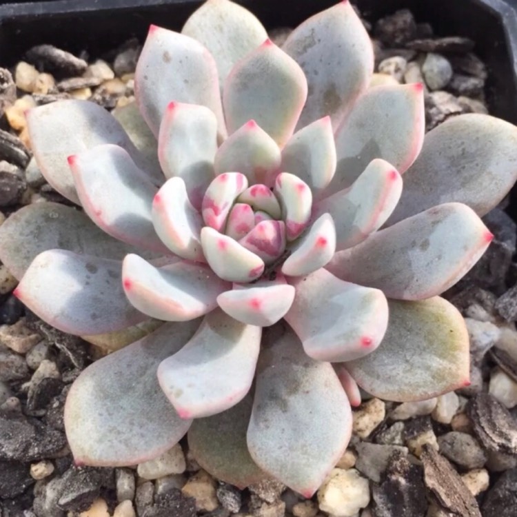 plant image 792001
