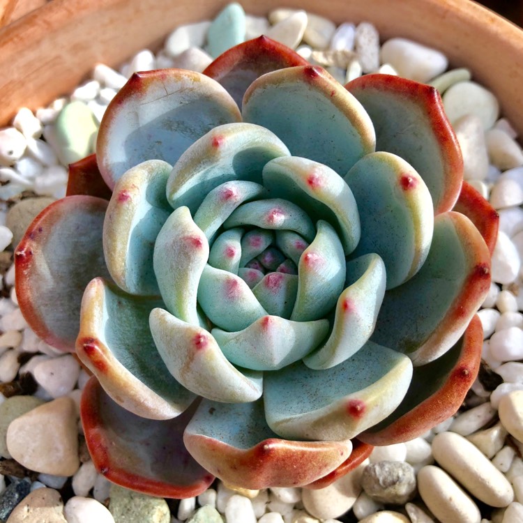 plant image 792027