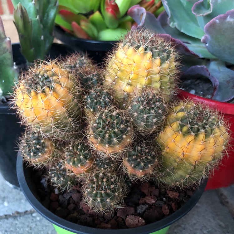 plant image 792043