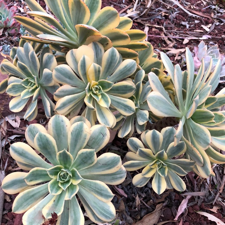 plant image 792177