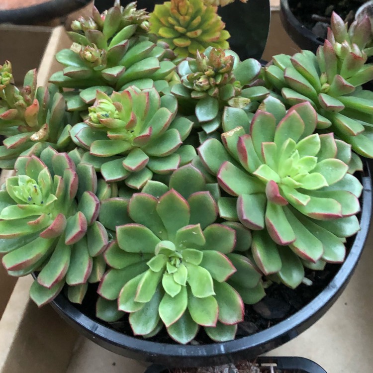 Plant image xSedeveria Darley Dale