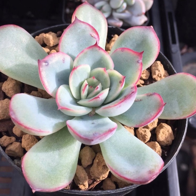 Plant image Echeveria Haru Urara